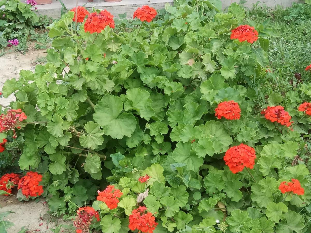 Gramvousa'S Filoxenia Apartment Kíssamos Dış mekan fotoğraf